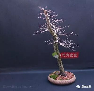 图解 山楂盆景怎么穿接补根的方法