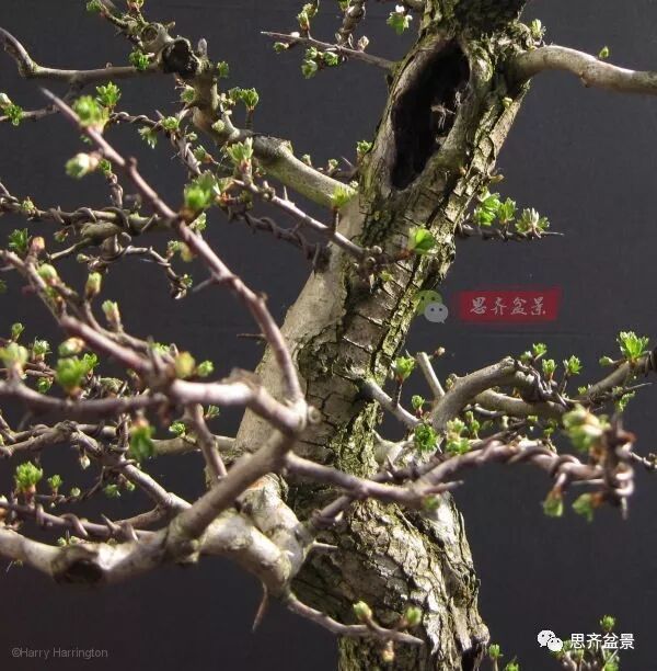 山楂下山桩怎么制作盆景的方法