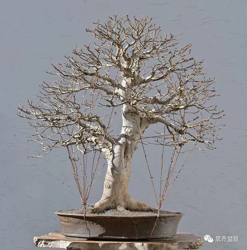 山毛榉盆景怎么制作成型的过程