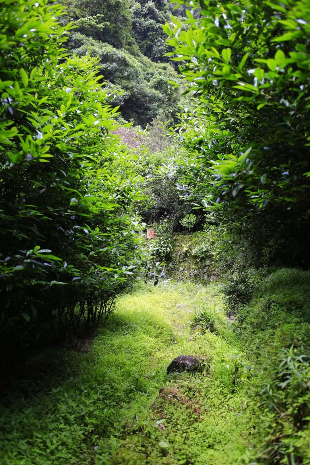 关于鬼洞到底有没有肉桂，今晚告诉你答案