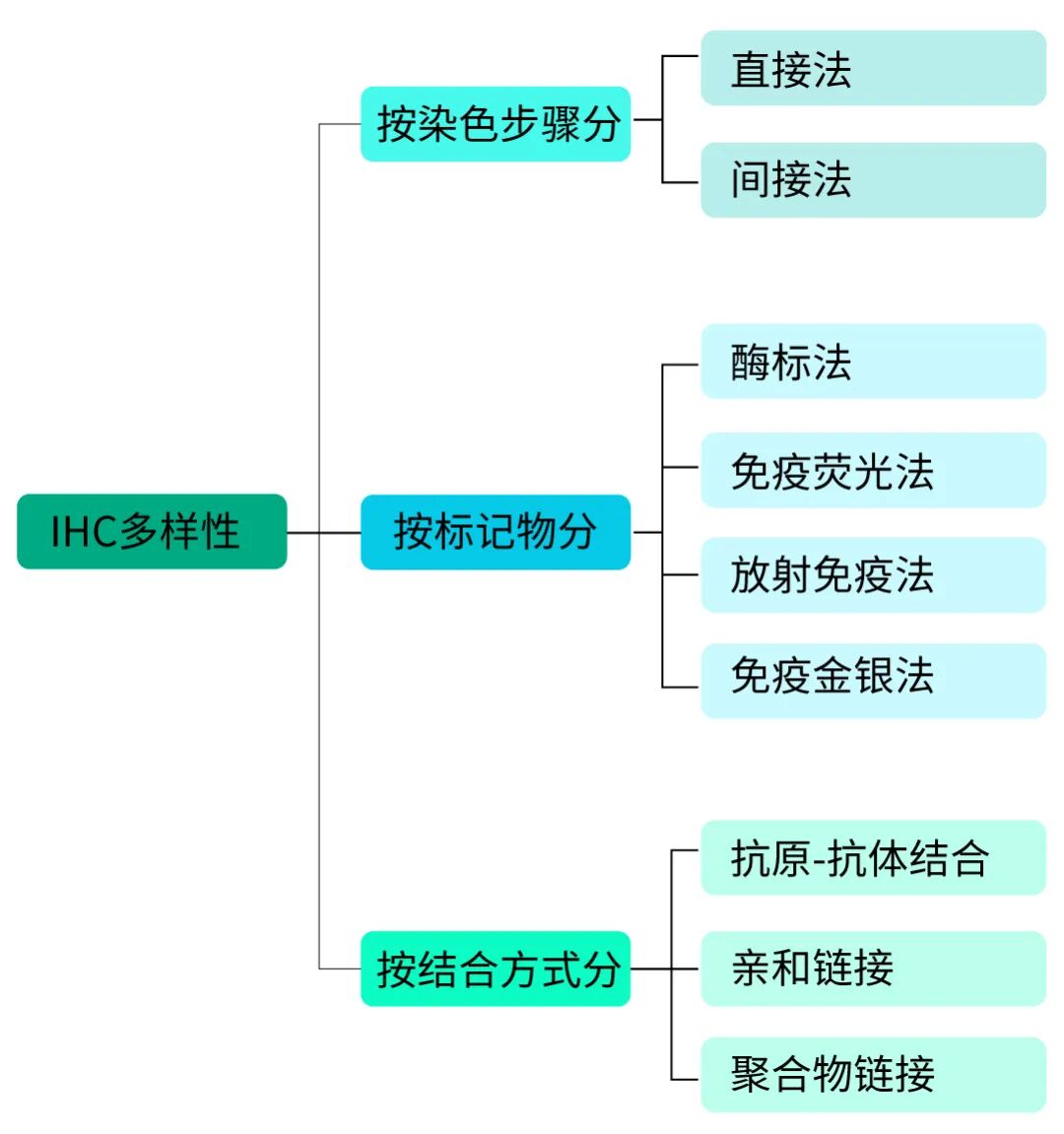 组织块大怎么包埋仅需12步，助你做出完美免疫组化IHC片子_https://www.jmylbn.com_新闻资讯_第6张