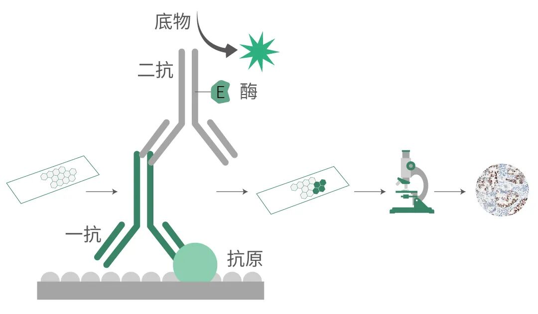 组织块大怎么包埋仅需12步，助你做出完美免疫组化IHC片子_https://www.jmylbn.com_新闻资讯_第4张
