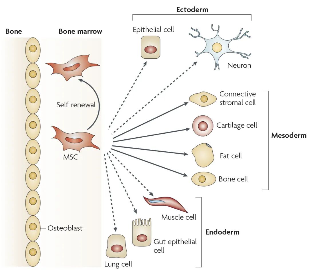 间充质干细胞的作用