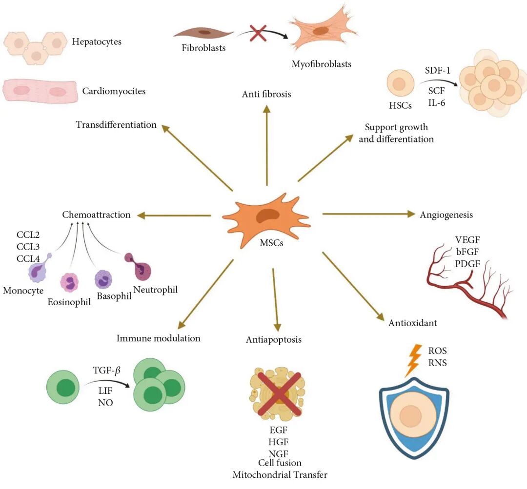 间充质干细胞的作用