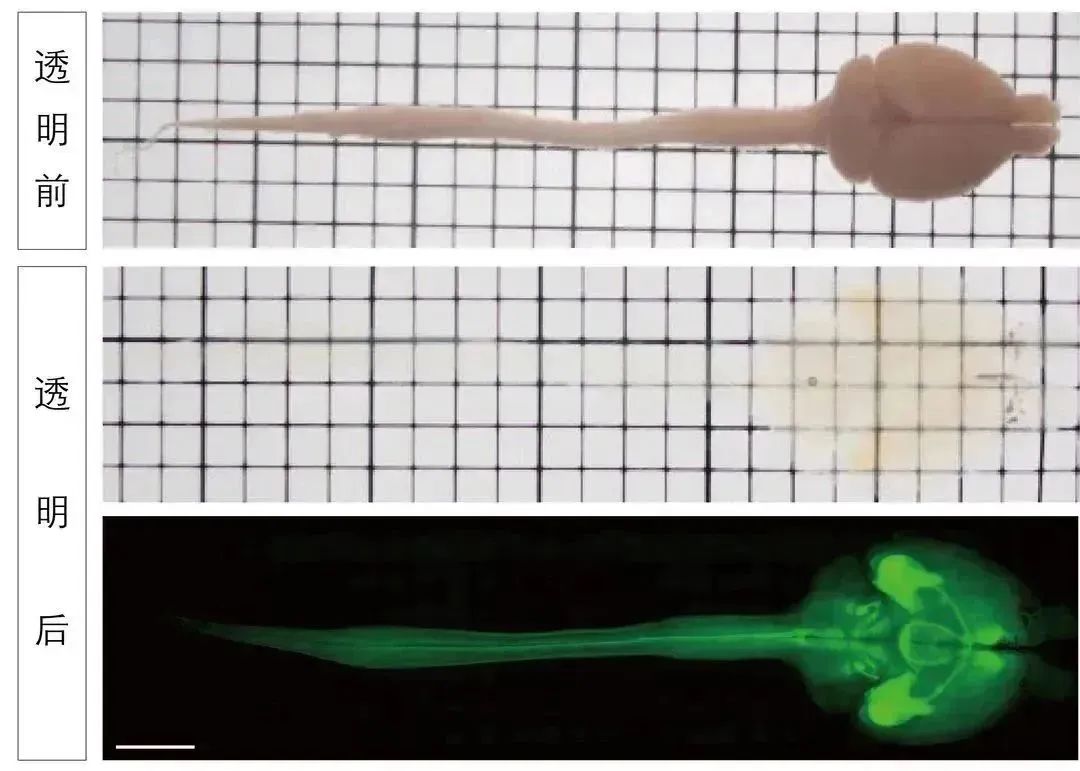 全新生物组织透明化试剂盒(水性)&生物组织膨胀试剂盒