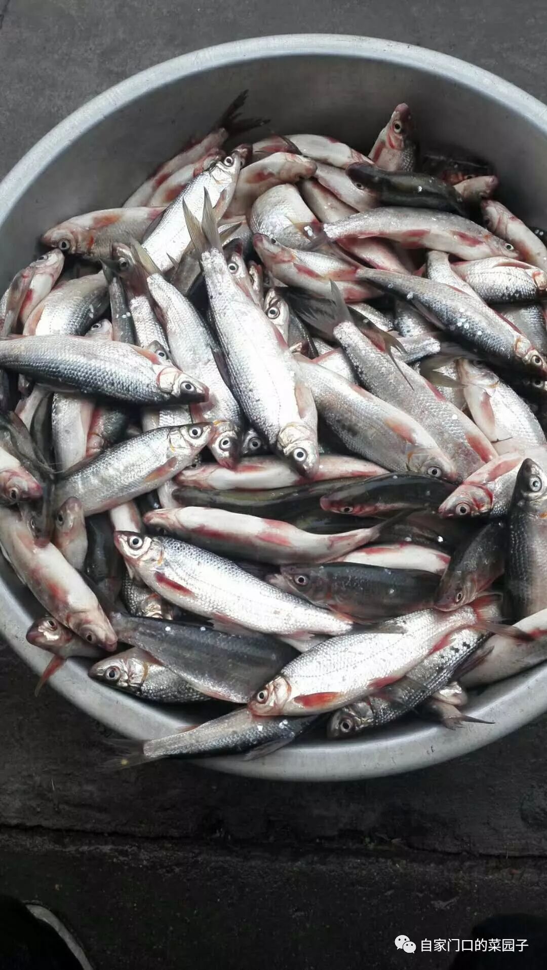 然后把鱼的内脏取出,主意不要把鱼的苦胆弄破,那样鱼吃起来就会有点苦