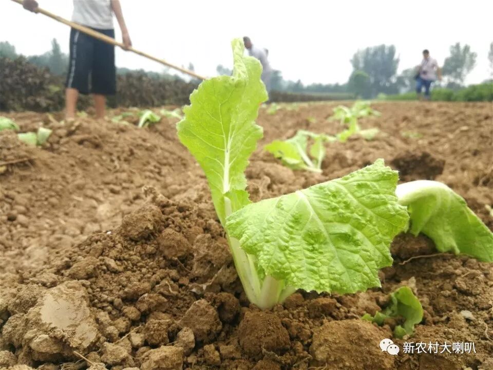 大白菜苗期害虫集中危害严重 防治要趁早 新农村大喇叭 微信公众号文章阅读 Wemp