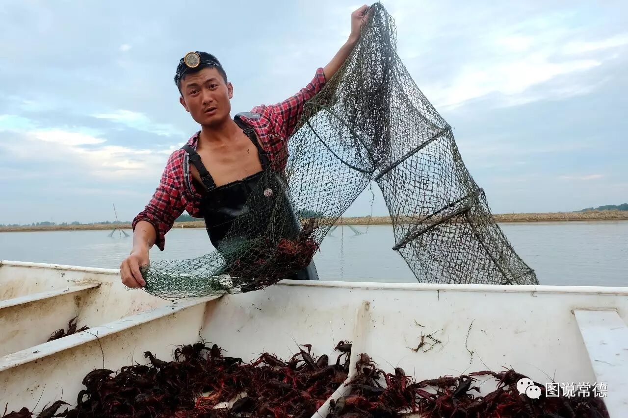 连云港水产加工商行_【深度】韩公渡上捕虾人——爱吃龙虾的人看得目