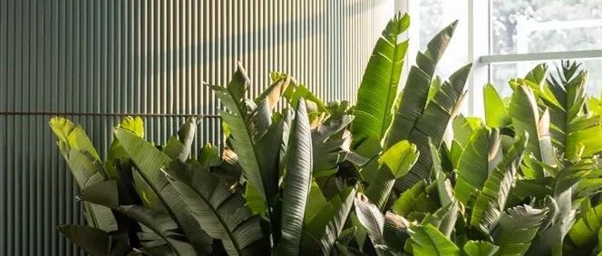 旭辉×矩阵成都｜自然生长体验馆，四季如歌的“迷幻森林”