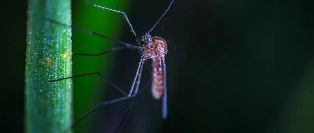几天不洗澡后，科学家找到了蚊子专叮某些人的原因｜本周论文推荐