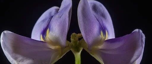 这种意想不到的病毒，为癌症患者带来希望