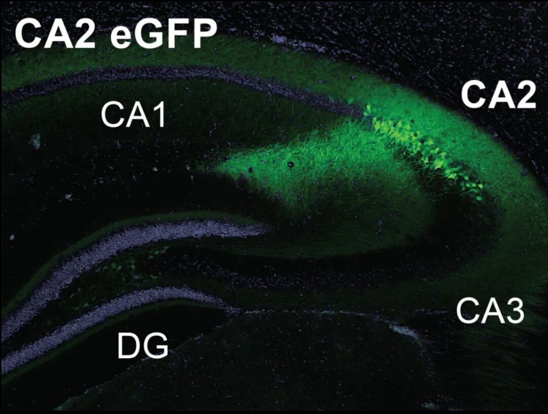 海马体ca2-ca1环路在时间记忆中至关重要绿色荧光蛋白显示了海马体ca2