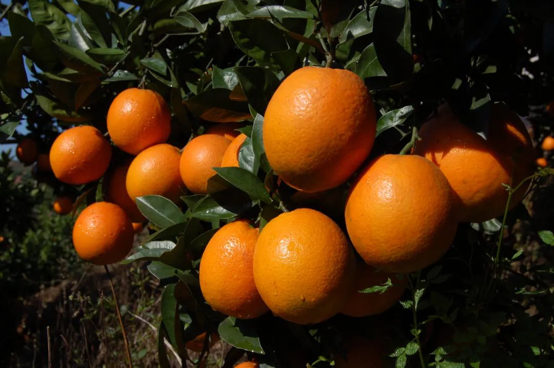 11月1日赣南脐橙开摘寻乌22万亩脐橙等您来