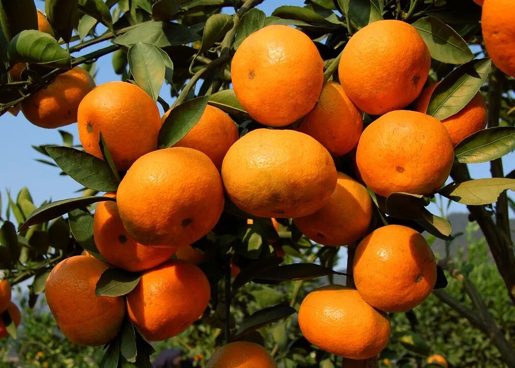 寻乌不寻常橘乡情享受舌尖幸福