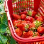 武汉草莓采摘福利！¥49.9享2大1小入园采摘+3斤草莓带回家！