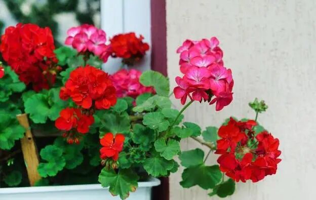 这五种花，一定一定要少浇水！