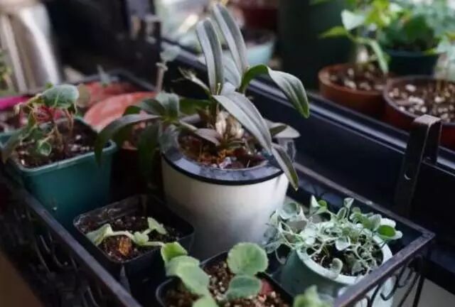 收集一点柳树皮水果皮给花这样用根系粗壮盆盆长得旺