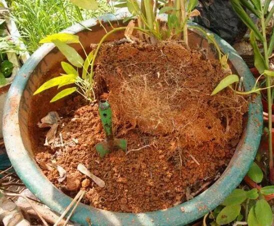 养花小技巧，半年不施肥也能让花草更健康旺盛