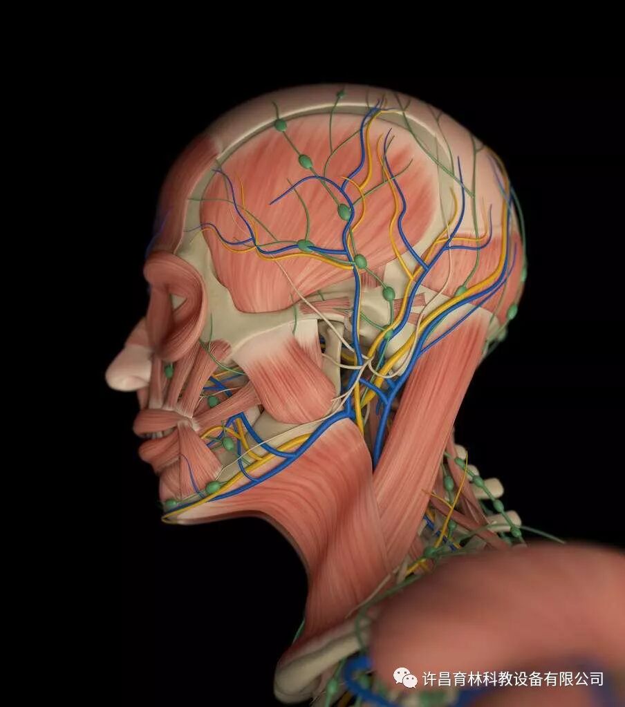 Vr解剖软件开发许昌育林科教设备有限公司