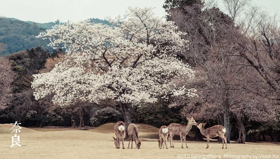 2019日本櫻花季首次預測！大眾冷門賞櫻地重磅推薦 未分類 第18張