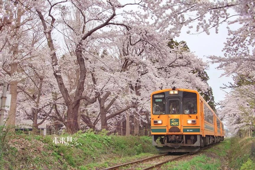 2019日本櫻花季首次預測！大眾冷門賞櫻地重磅推薦 未分類 第26張