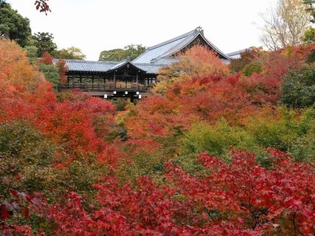 日本紅葉季最新預測來了！東京、大阪、京都最佳觀賞期已出~ 旅遊 第30張