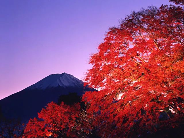 日本紅葉季最新預測來了！東京、大阪、京都最佳觀賞期已出~ 旅遊 第34張