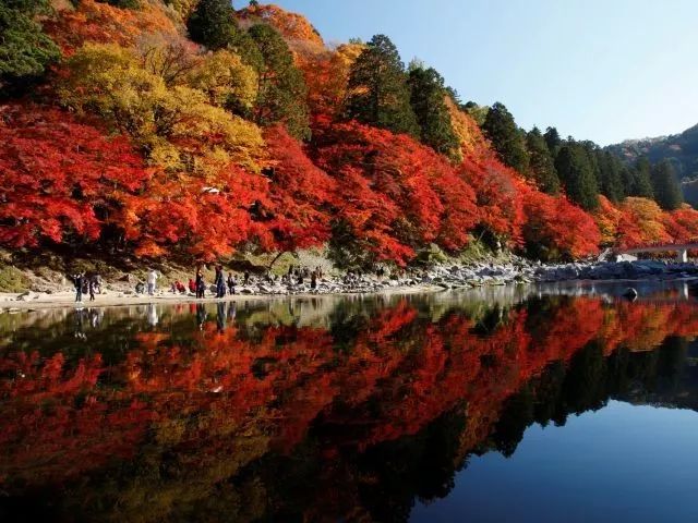 日本紅葉季最新預測來了！東京、大阪、京都最佳觀賞期已出~ 旅遊 第20張
