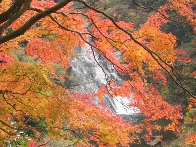 日本紅葉季最新預測來了！東京、大阪、京都最佳觀賞期已出~ 旅遊 第31張