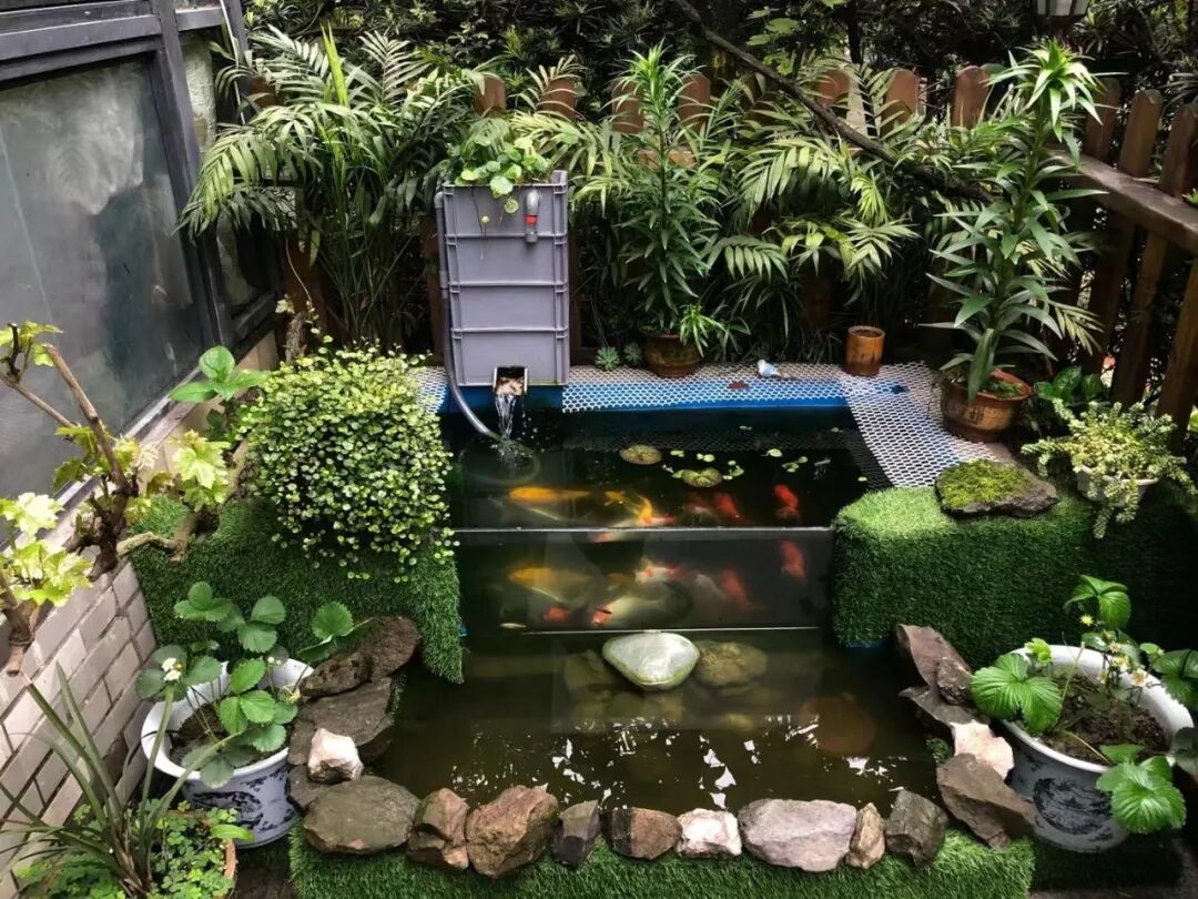花20万养鱼的年轻人,家里藏着一个海底世界_宠物百科_星娱园
