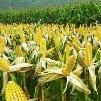 范丞丞啃玉米直播引爆全网:内娱活人感天花板