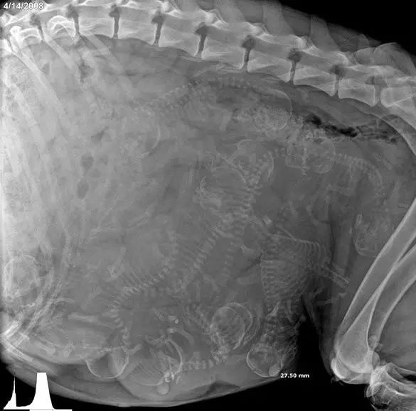 17种动物怀孕期间的X光照片，乍看之下太惊悚了！