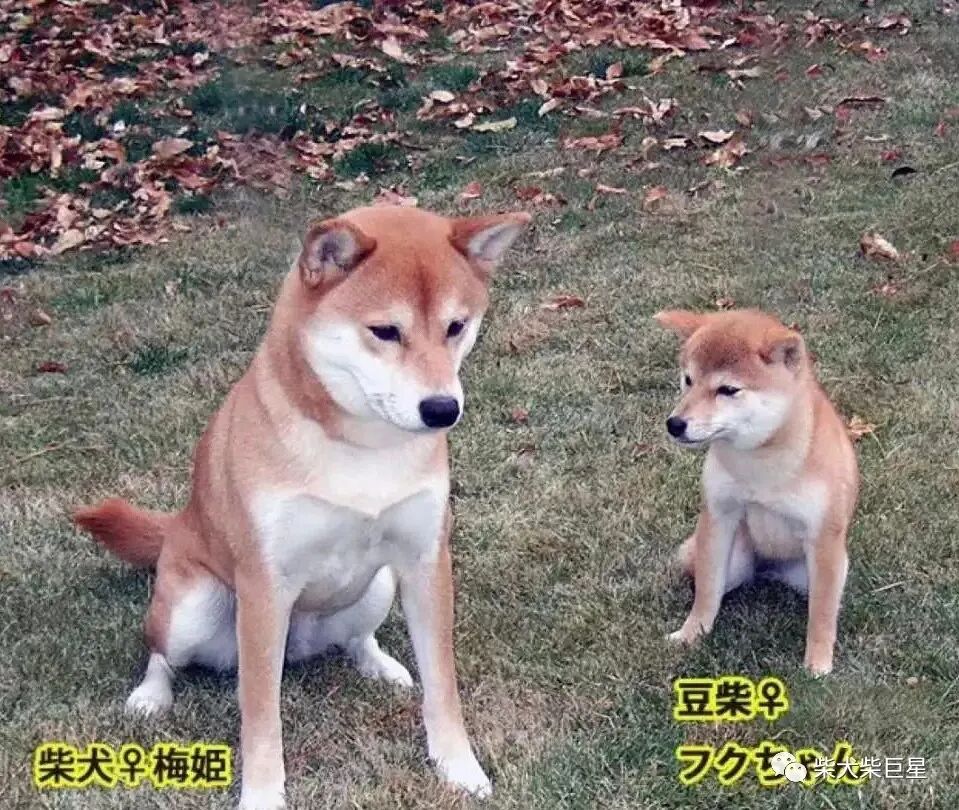 柴犬价格 柴犬到底多少钱 宠物新鲜事