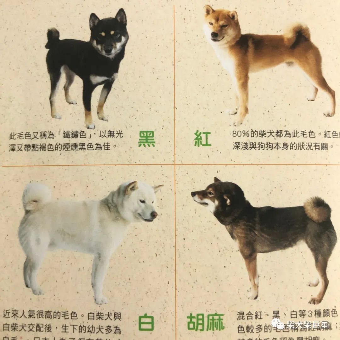 柴犬价格 柴犬到底多少钱 宠物新鲜事