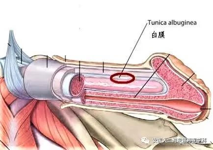 男科超声系列（阴茎海绵体断裂）