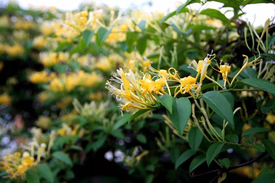 香生帐里雾翻译_油中感谢 帐号是_帐中香金银花