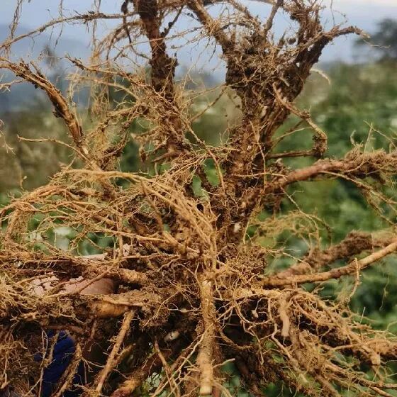 2025年贵州白花前胡市场分析