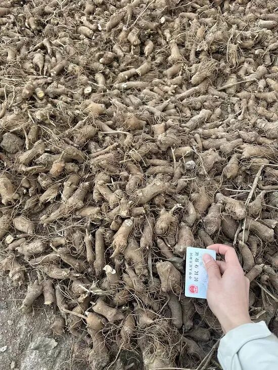 辛集一年生鲜货