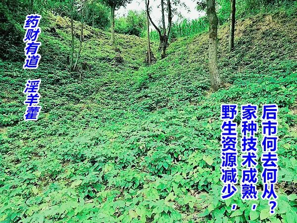 药财有道淫羊藿野生资源减少家种技术成熟，后市何去何从？