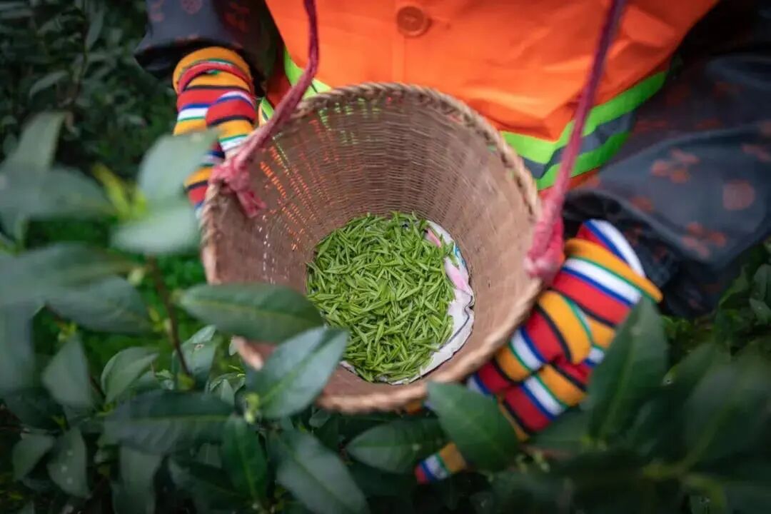 圖片