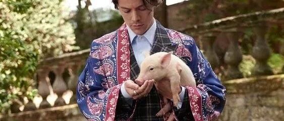 再不努力，猪都比你时髦了！