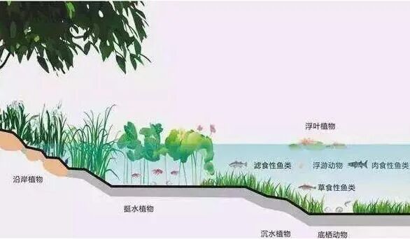 知识分享 | 水生态修复，修复的是什么？
