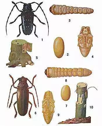 林业蛀干害虫 天牛与吉丁虫的区别 林业纪实 微信公众号文章阅读 Wemp