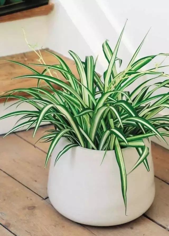 新房必備,吸毒植物 ! 新房必備,吸毒植物 !