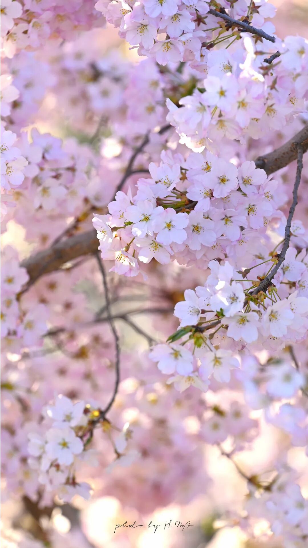 樱花就是春天最好的文案