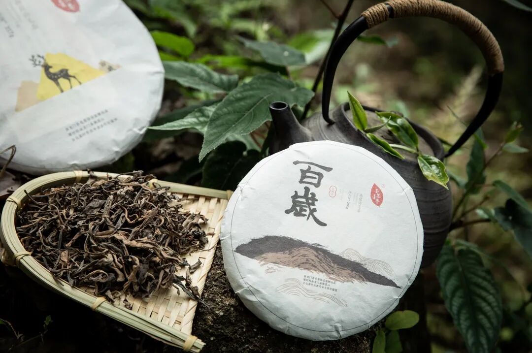 南昆山毛茶品牌logo与vi设计亮相