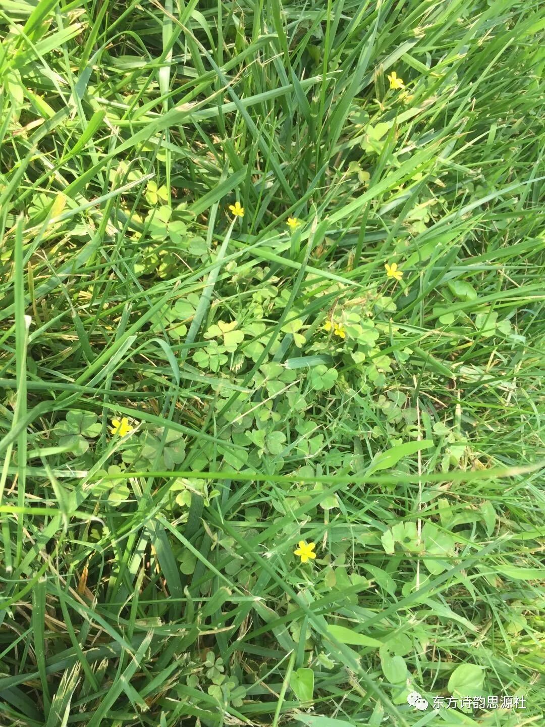 东方诗韵诗刊ll 野草专刊 总第116期 东方诗韵思源社 微信公众号文章阅读 Wemp