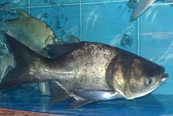 蚝王杀到三水手掌咁大嘅肥蚝只要33元打鱼生10元船约起