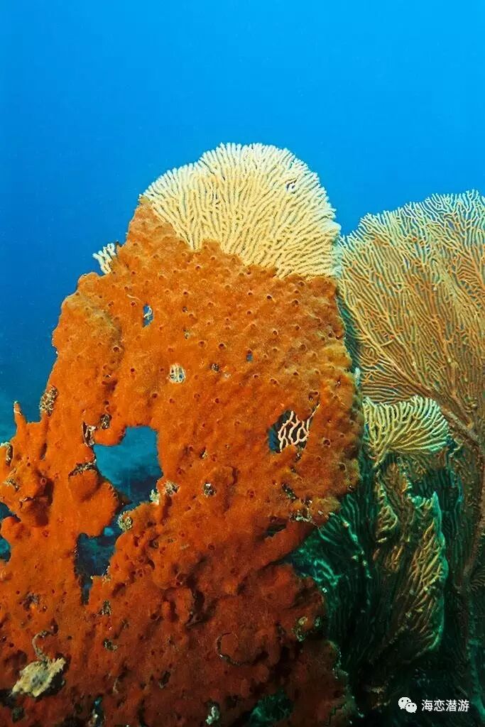 海の風景画「スズメダイと珊瑚」珊瑚の森、熱帯魚