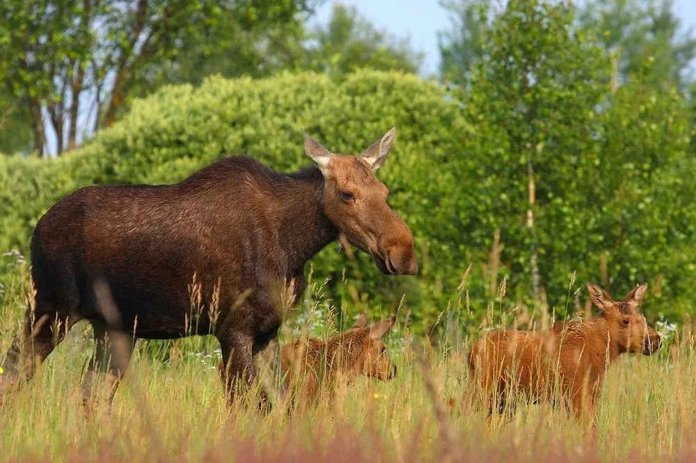 經歷過恐怖的核污染，這裡竟成了野生動物的「天堂」？ 靈異 第6張